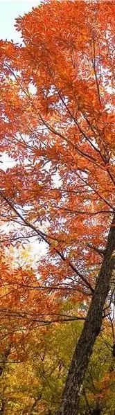 现在去正好!普照寺旁的橡树林,林染红妆美如画!关键是免费!休闲区蓝鸢梦想 - Www.slyday.coM 现在去正好!普照寺旁的橡树林,林染红妆美如画!关键是免费!休闲区蓝鸢梦想 - Www.slyday.coM