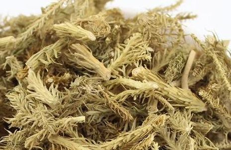 伤筋动骨很难受或许你需要它必要时甚至可以在家里种棵它