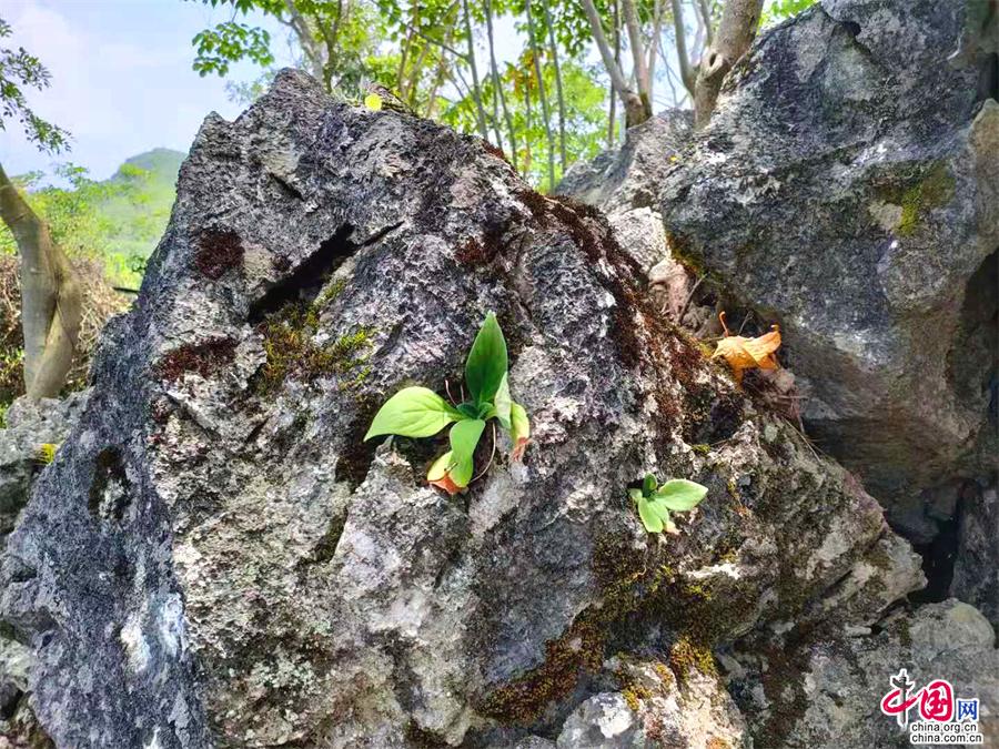 永州龙头山 满山花草树木都长在石头上