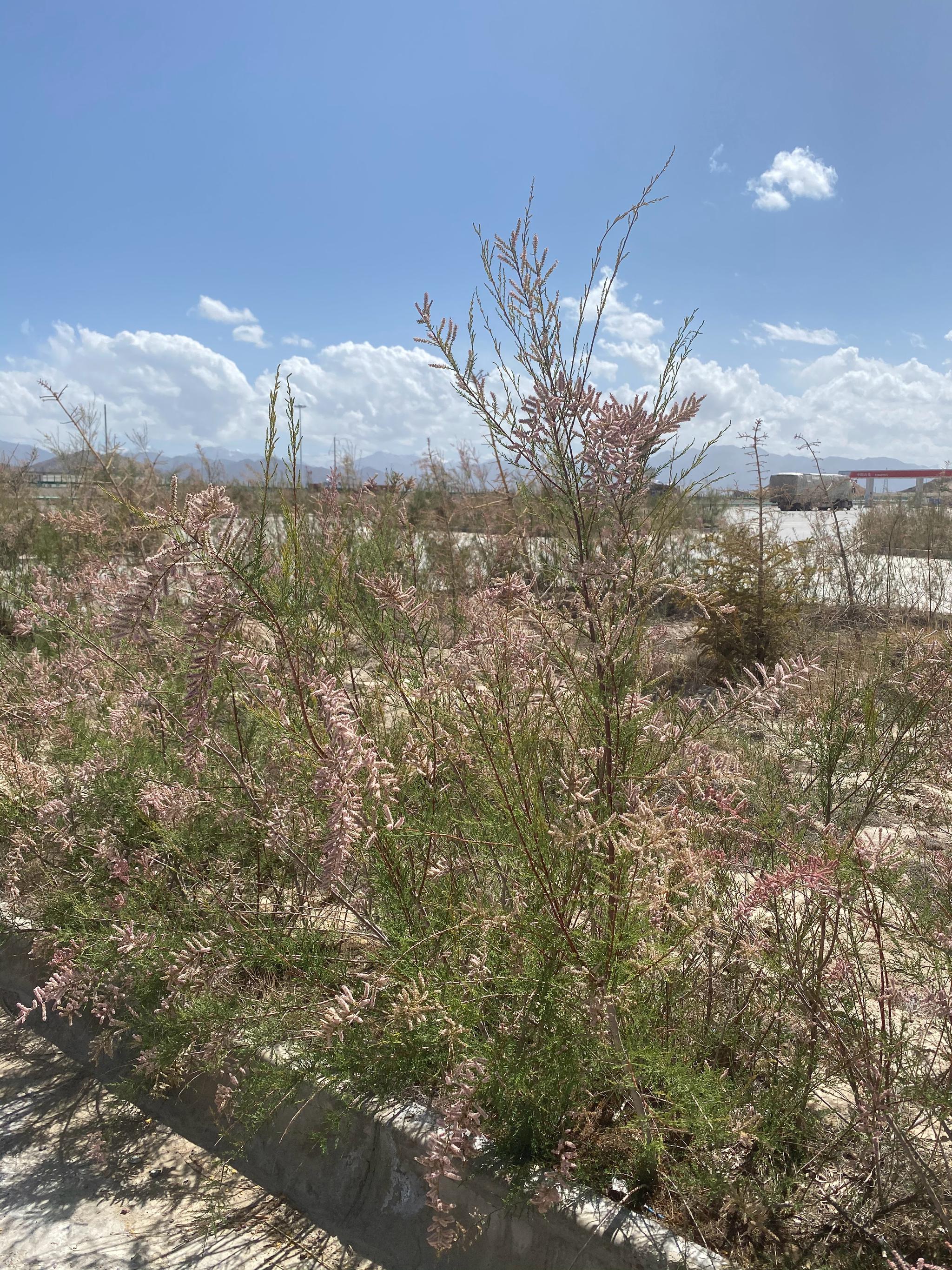 经常长在戈壁滩上的红柳,开的花还是第一次见