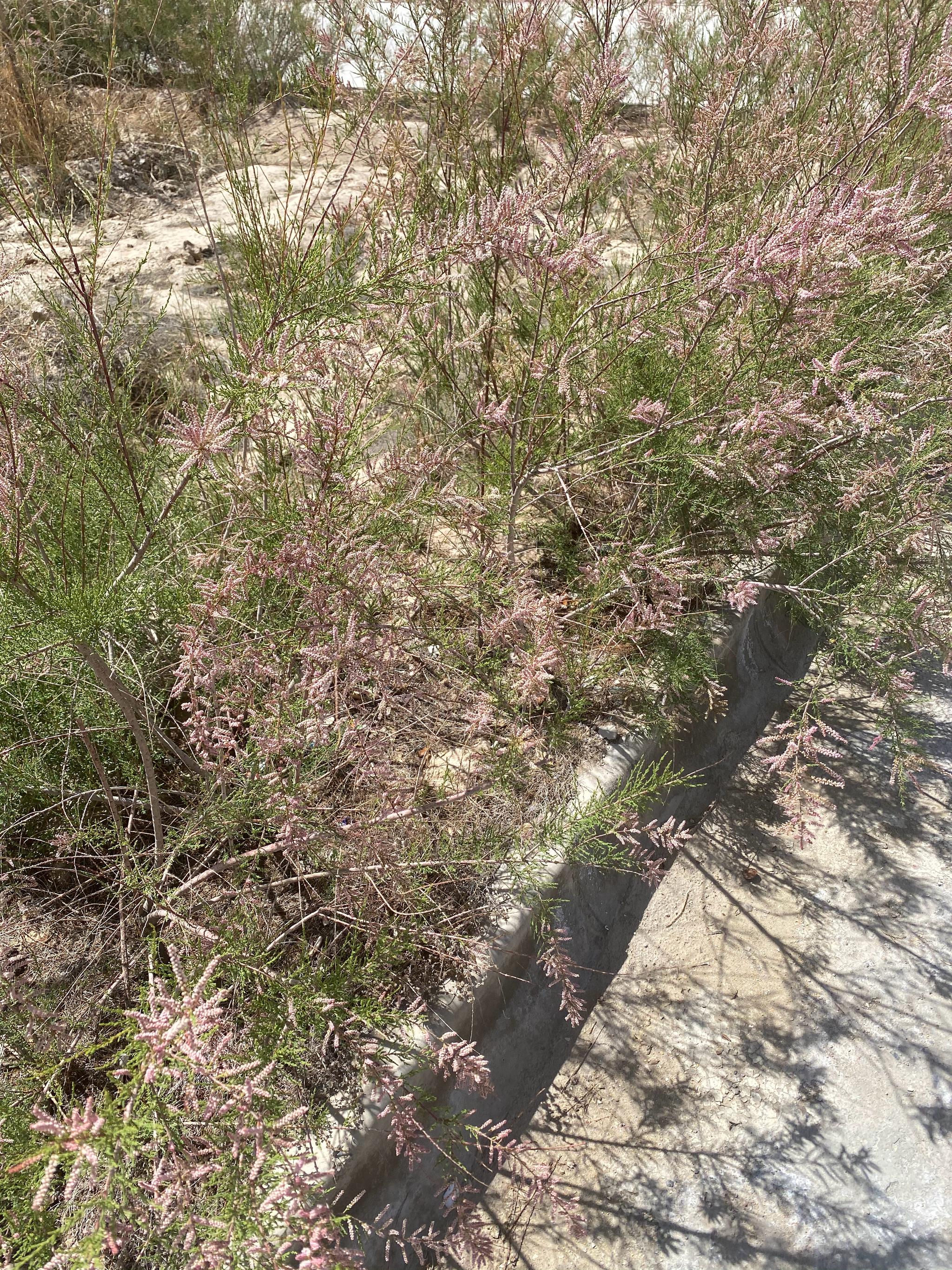 经常长在戈壁滩上的红柳,开的花还是第一次见