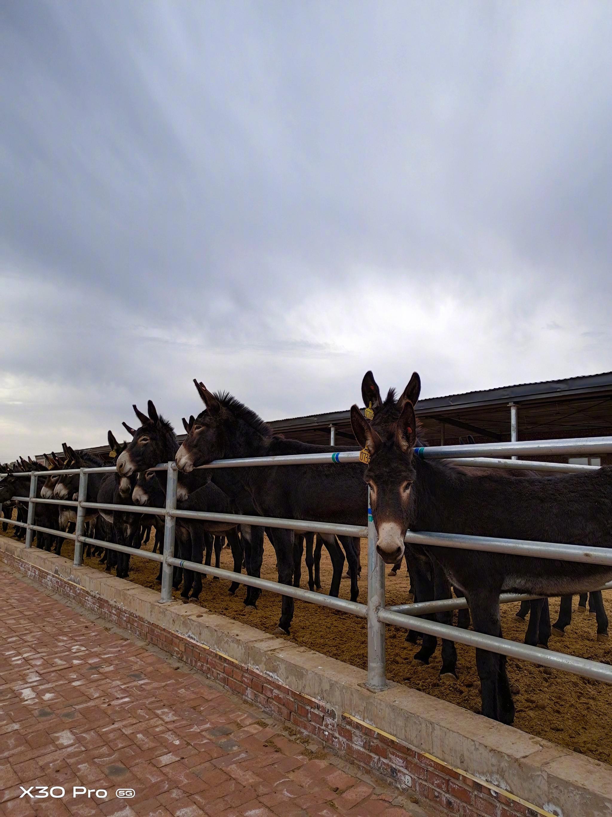 鄂尔多斯红庆河镇引进的山东德州乌驴