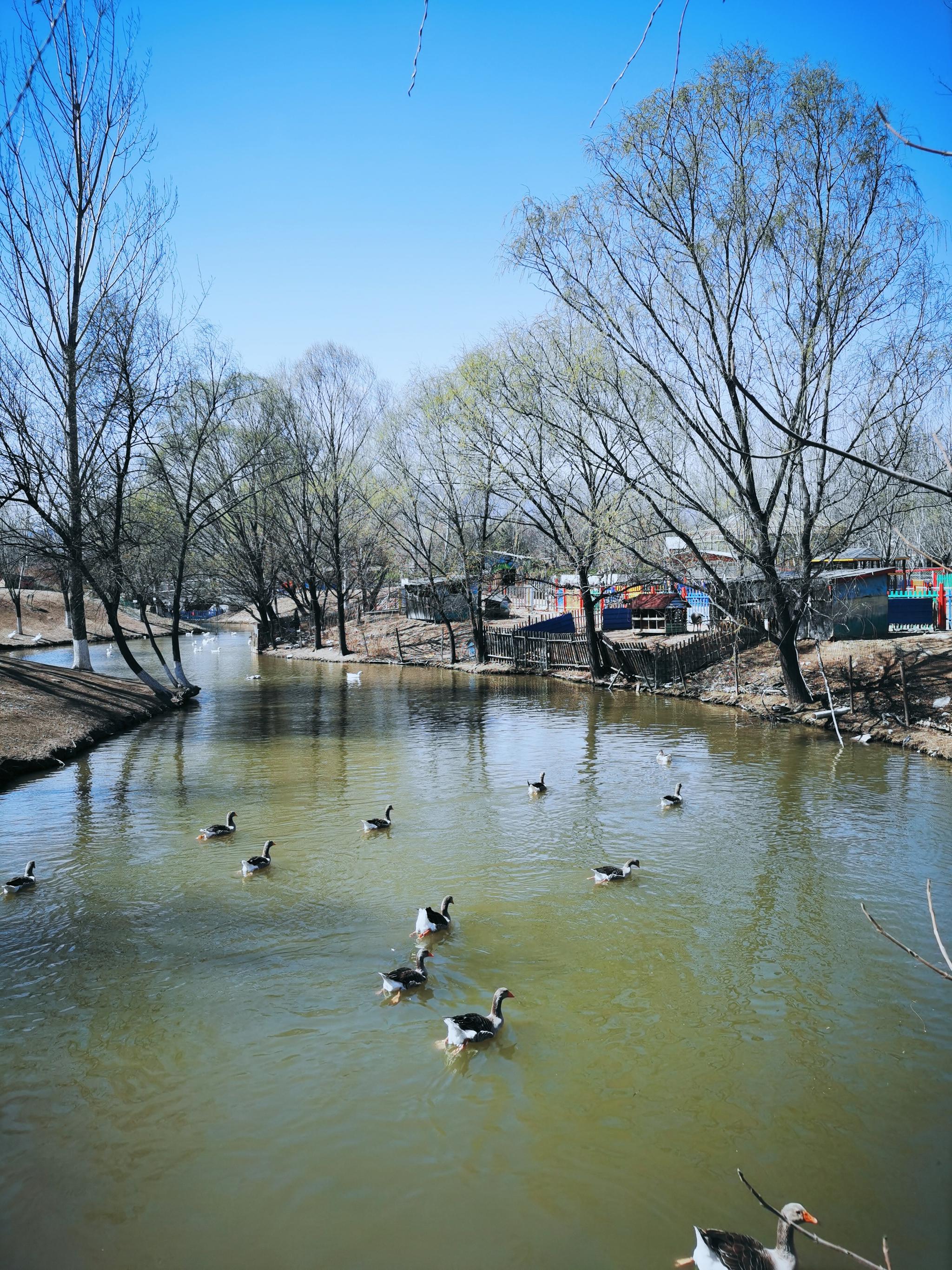春天真的来了 踏青正当时～ 找一树花红柳绿, 看一江戏水暖鸭