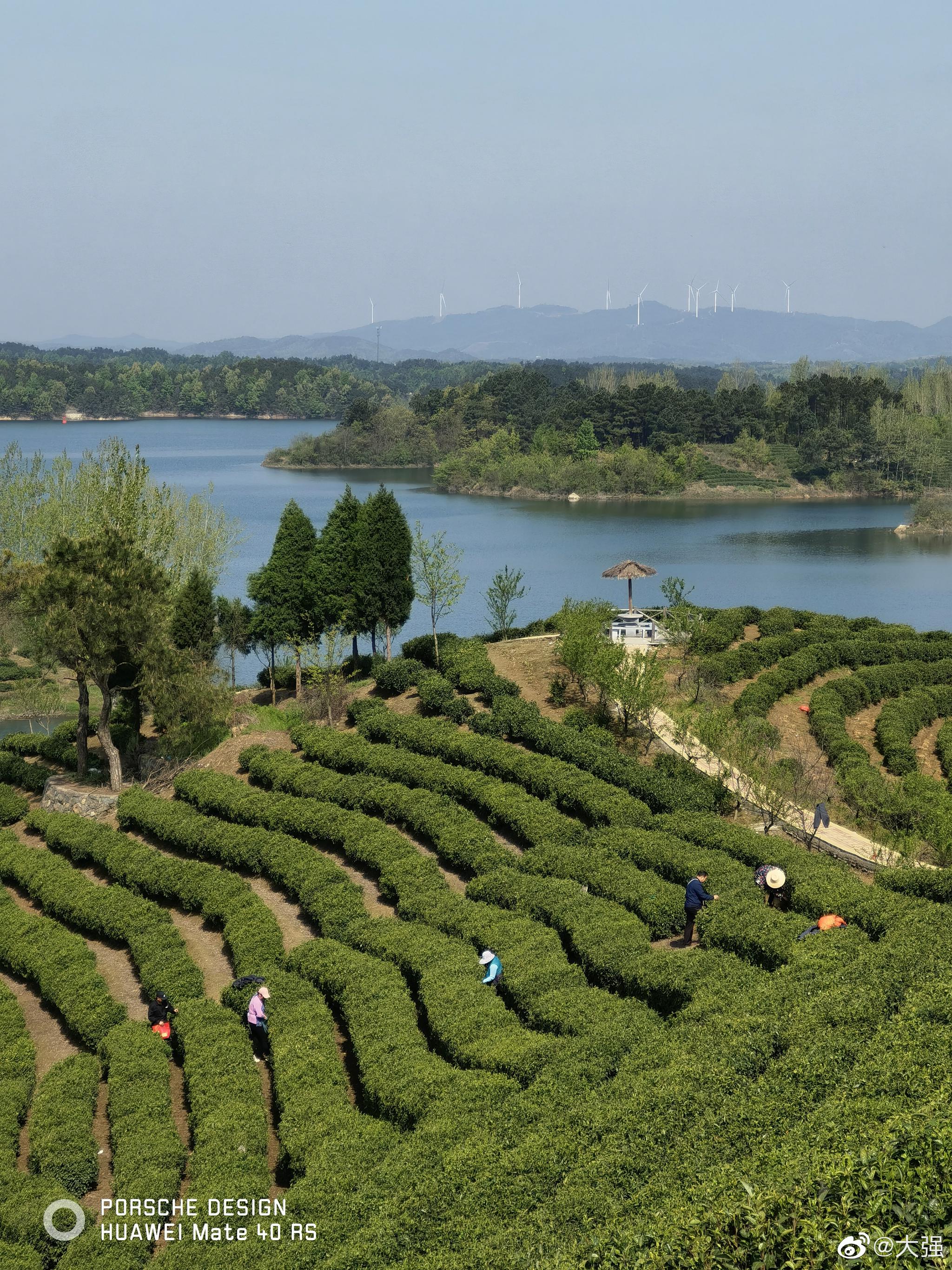 青山绿水间的信阳商城县万亩茶园里