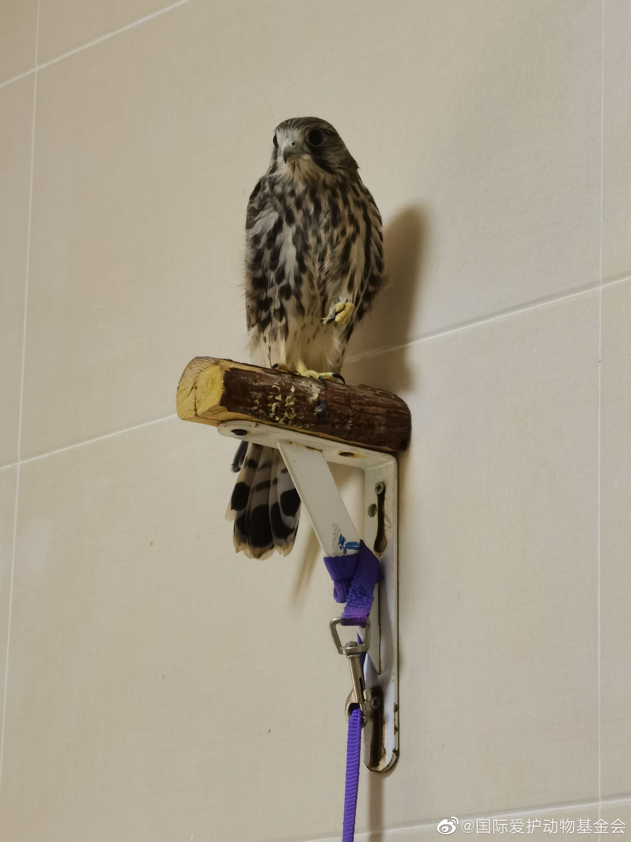 新来的两个红隼崽崽__财经头条