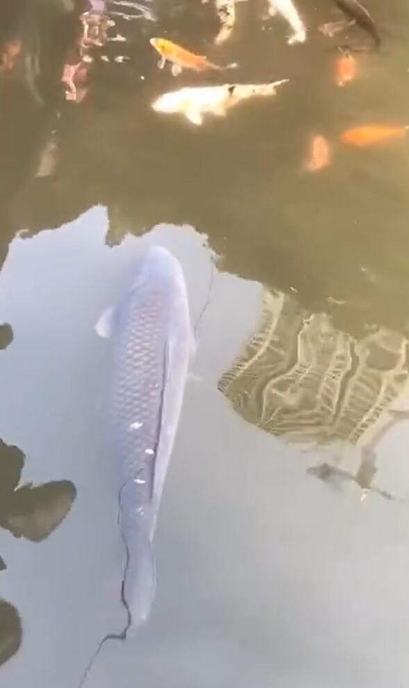 游品龙门阵:重庆高温37℃,大渡口"莽子"鱼失踪,晓宇火锅回归