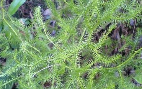 伤筋动骨很难受或许你需要它必要时甚至可以在家里种棵它