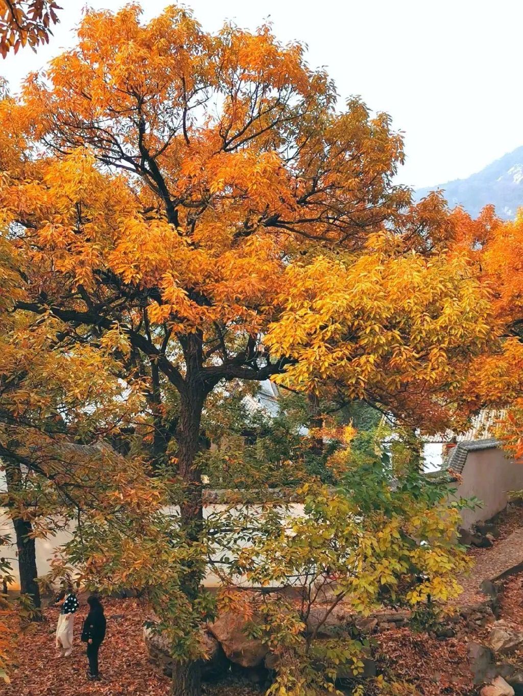 现在去正好!普照寺旁的橡树林,林染红妆美如画!关键是免费!休闲区蓝鸢梦想 - Www.slyday.coM 现在去正好!普照寺旁的橡树林,林染红妆美如画!关键是免费!休闲区蓝鸢梦想 - Www.slyday.coM