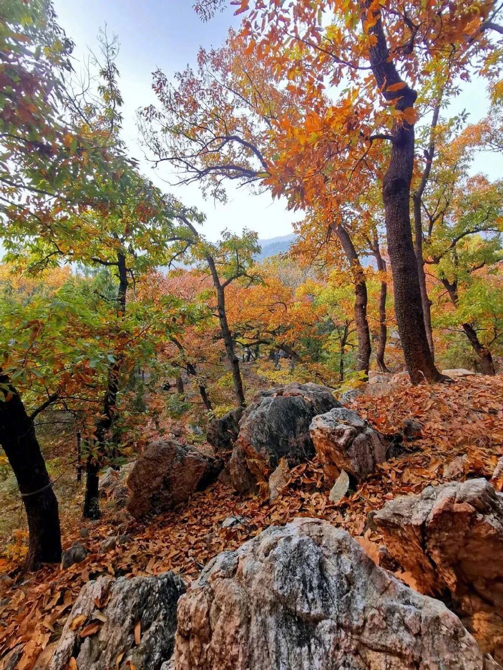 现在去正好!普照寺旁的橡树林,林染红妆美如画!关键是免费!休闲区蓝鸢梦想 - Www.slyday.coM 现在去正好!普照寺旁的橡树林,林染红妆美如画!关键是免费!休闲区蓝鸢梦想 - Www.slyday.coM