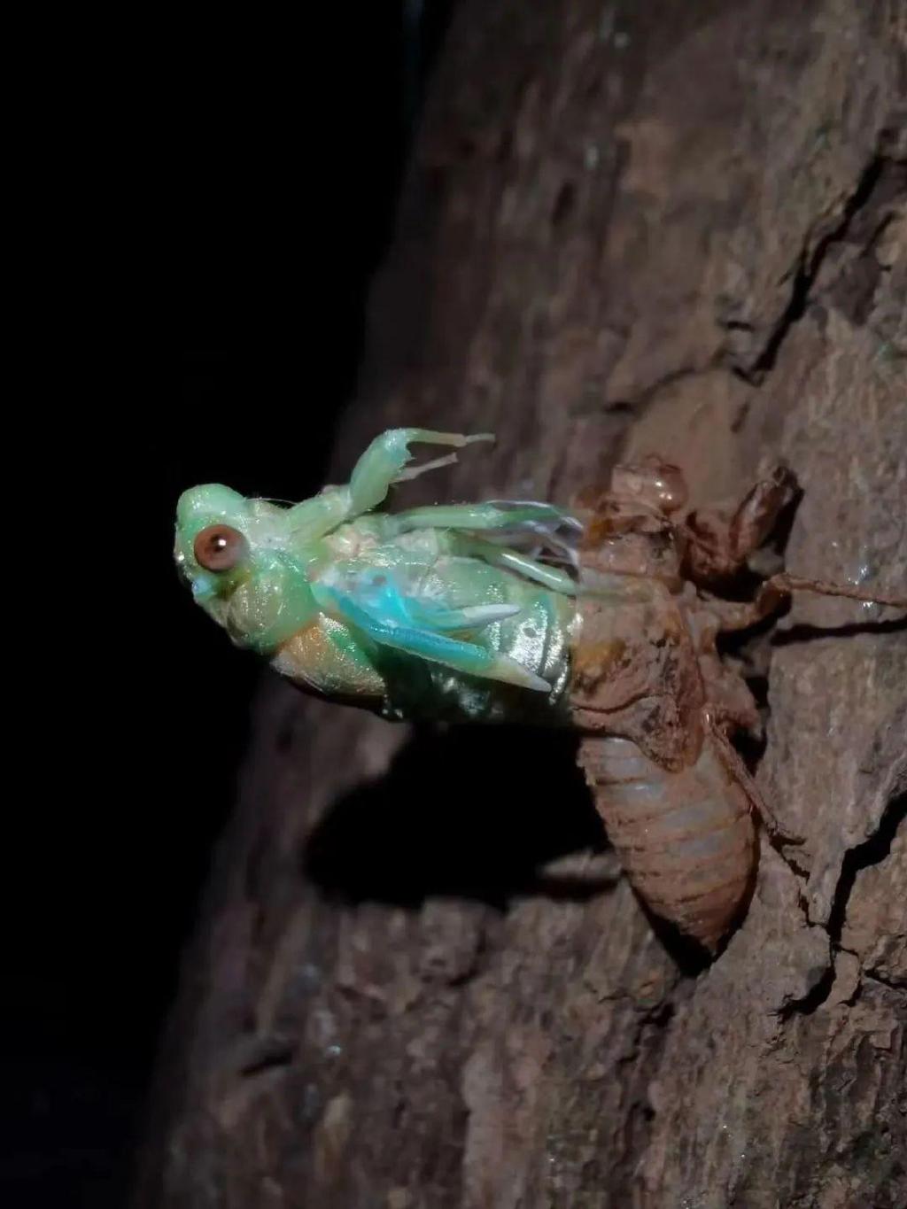 武汉今夏的蝉比往年多 武汉市 新浪新闻