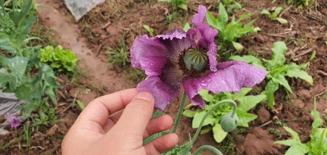 麻阳公安查处一起非法种植罂粟案