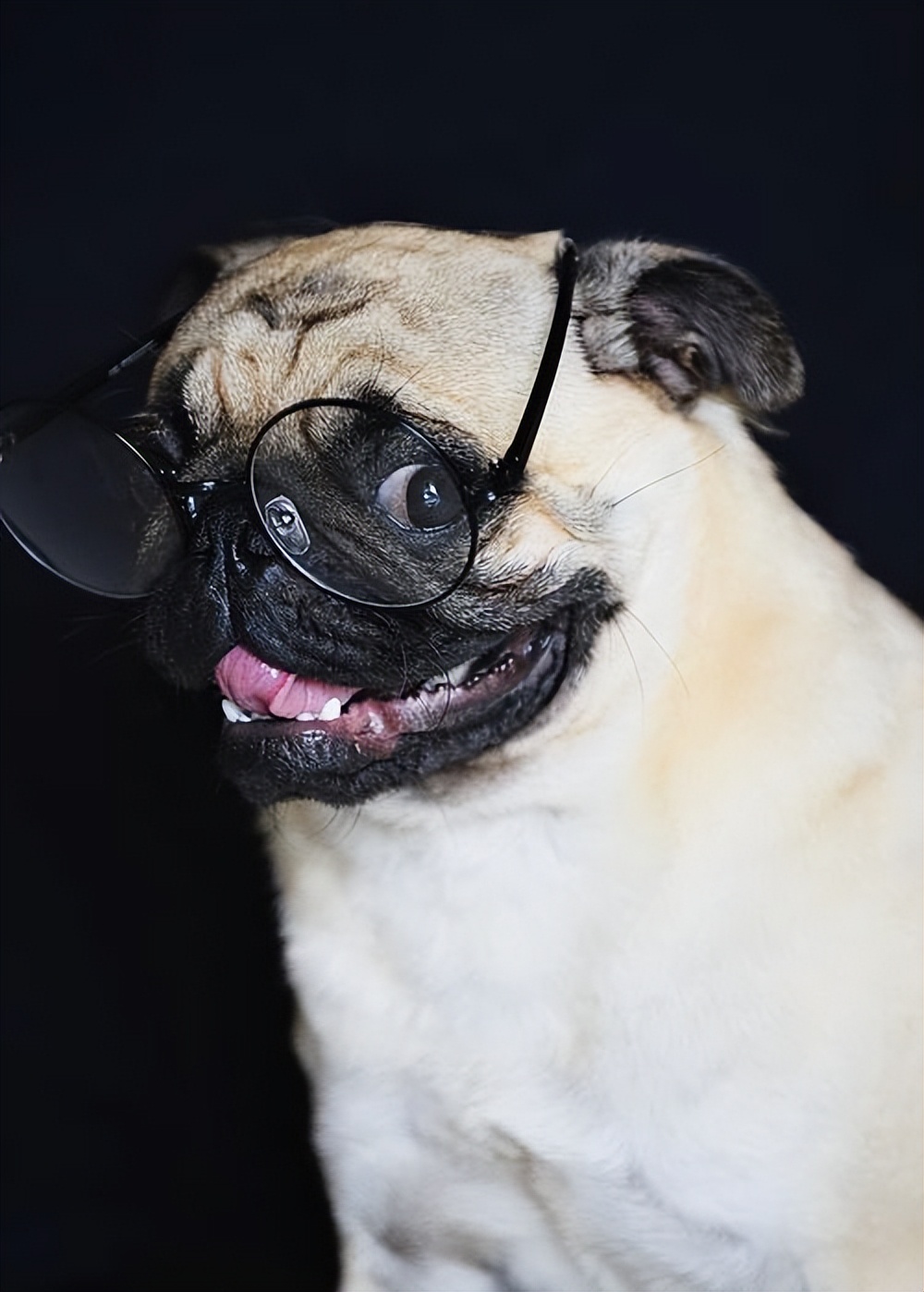 告诉你一个秘密:养狗,最好养巴哥犬|巴哥犬|主人|狗狗_新浪新闻