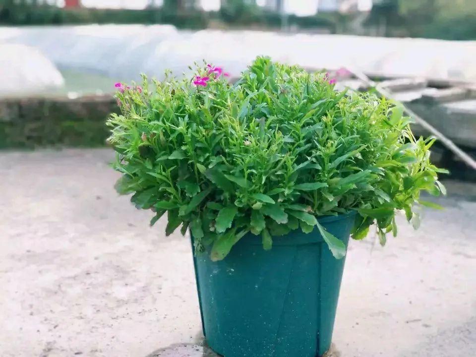 六倍利一开就成球小窗台上养几盆立马变成小花园