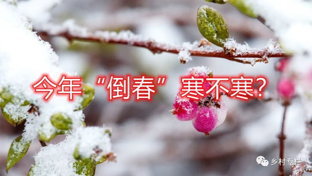 今年倒春寒不寒遭遇倒春寒该怎么处理及时了解心里有底