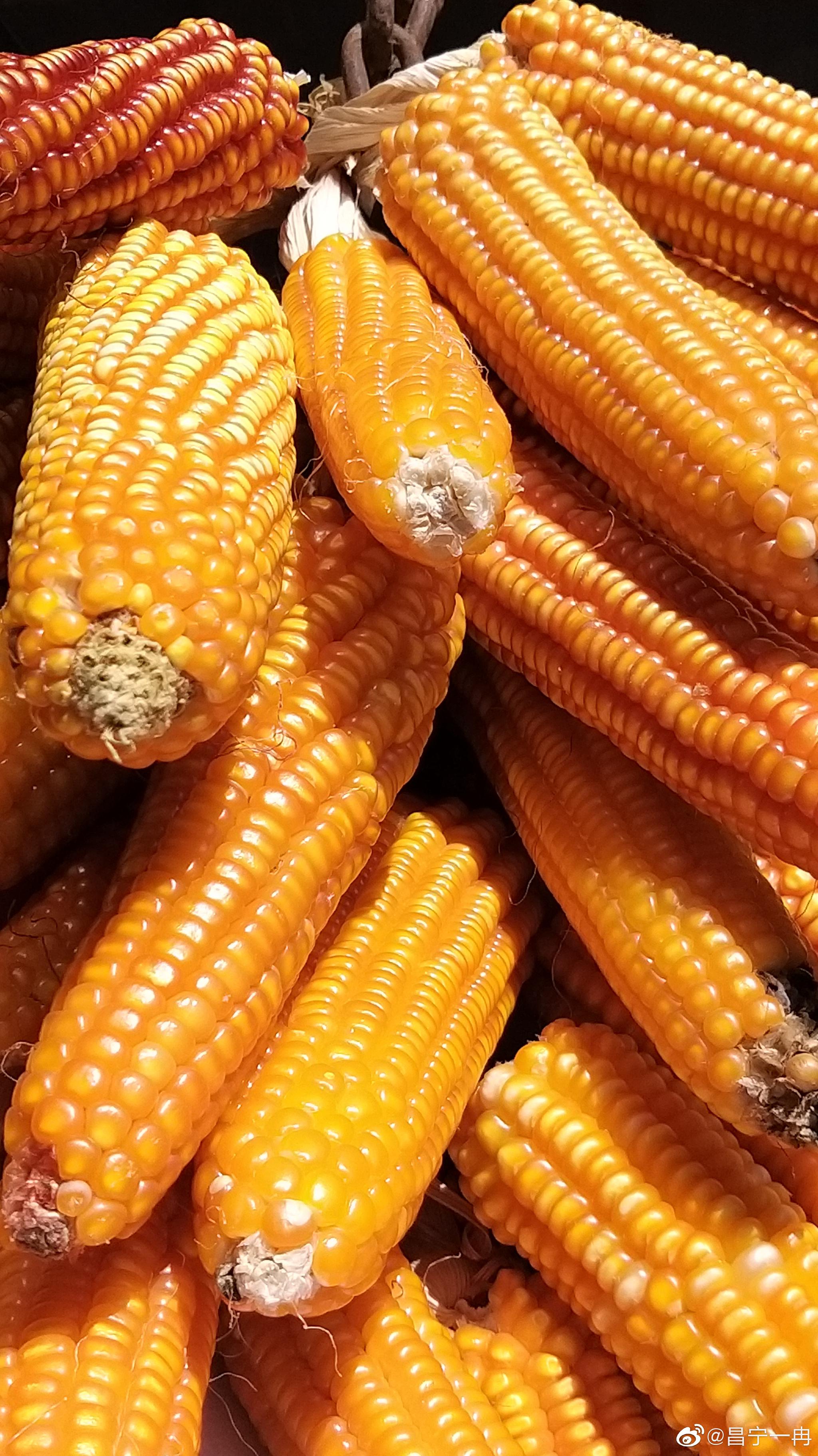 美丽昌宁·诱人的老品种玉米