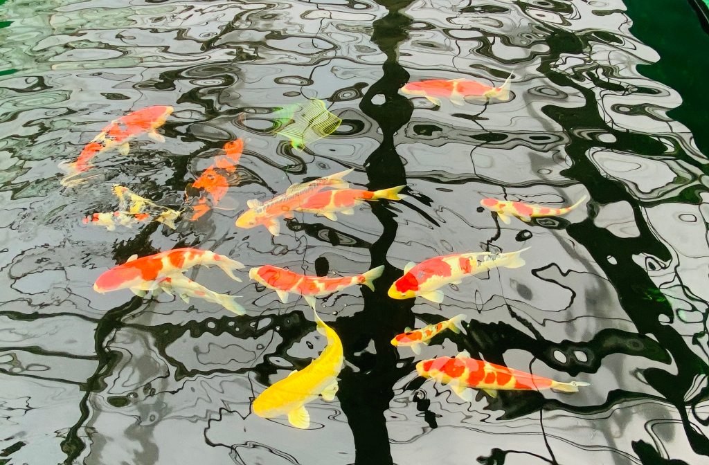 非凡十年·我们的新时代⑦|一条58万元!小村庄里养出了“锦鲤王”休闲区蓝鸢梦想 - Www.slyday.coM 非凡十年·我们的新时代⑦|一条58万元!小村庄里养出了“锦鲤王”休闲区蓝鸢梦想 - Www.slyday.coM