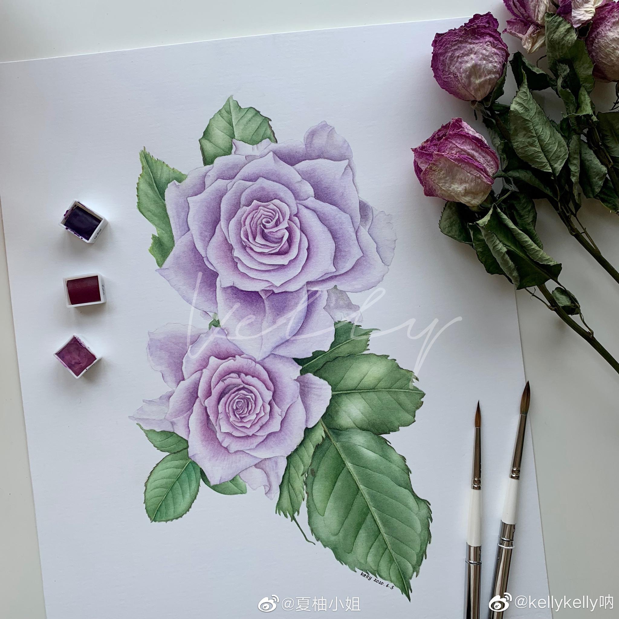 丙烯蔷薇花画法图片