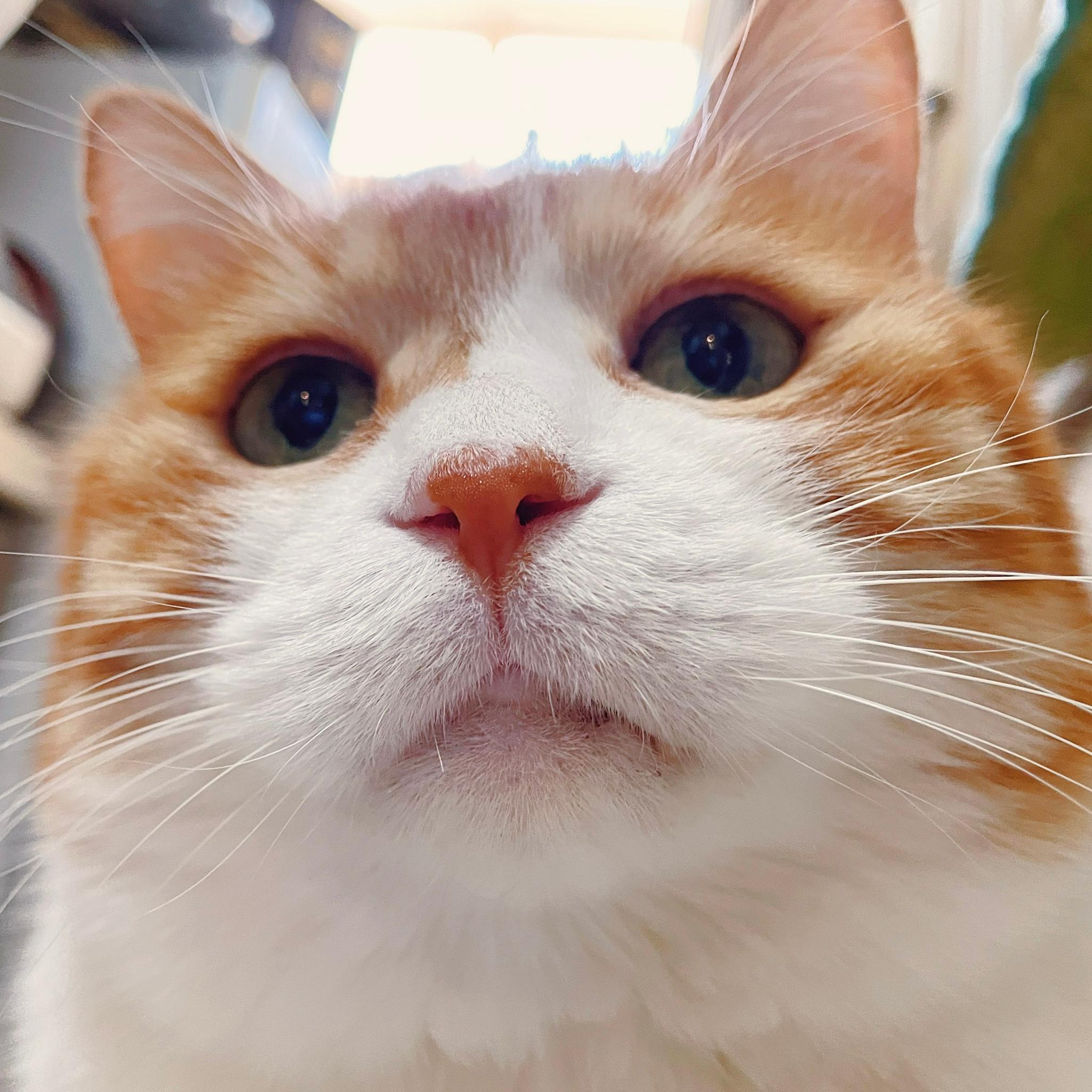 猫猫头攻击|猫猫|黄猫_新浪新闻