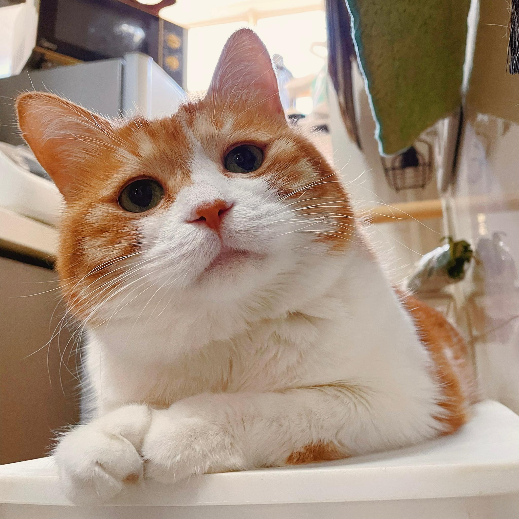 猫猫头攻击|猫猫|黄猫_新浪新闻