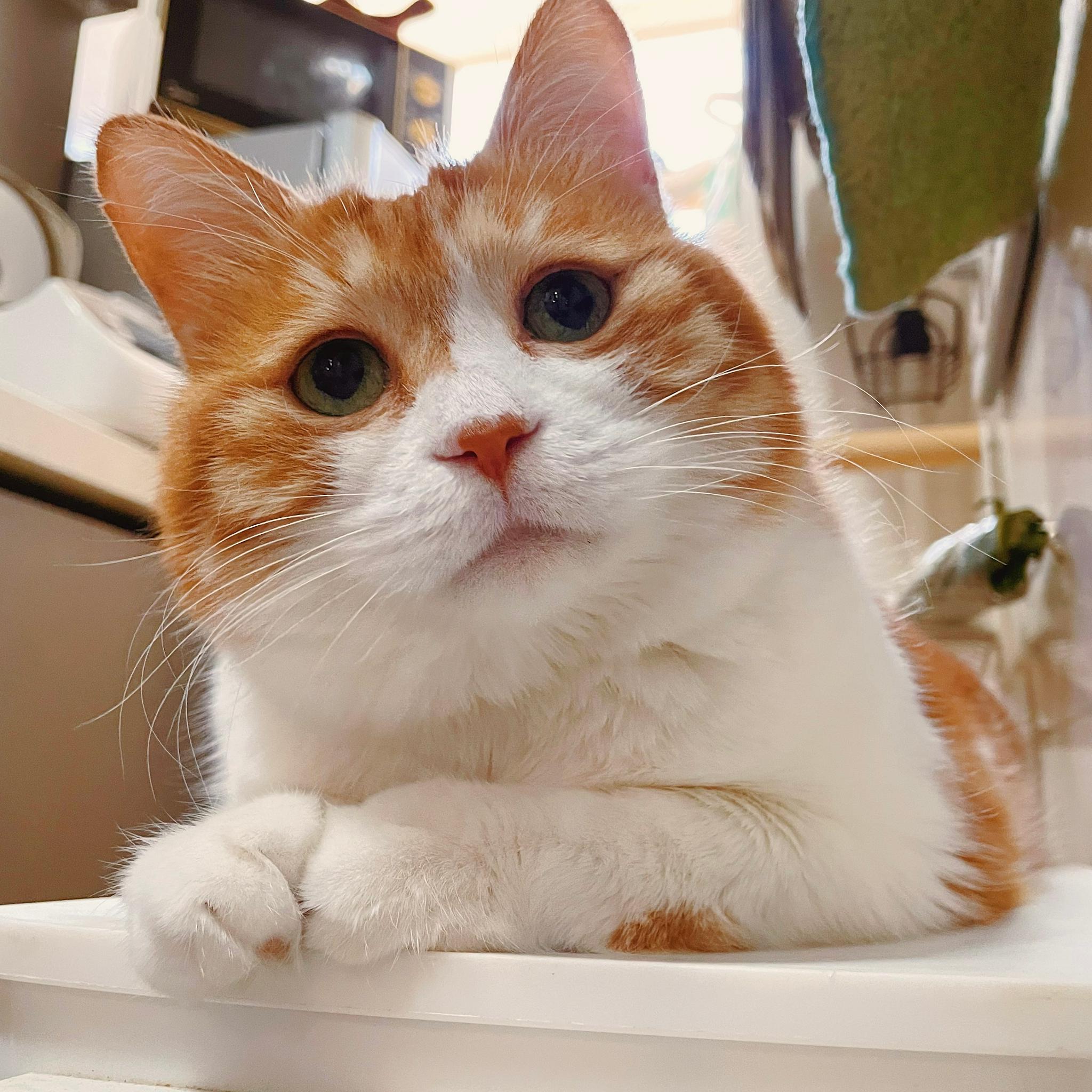 猫猫头攻击|猫猫|黄猫_新浪新闻