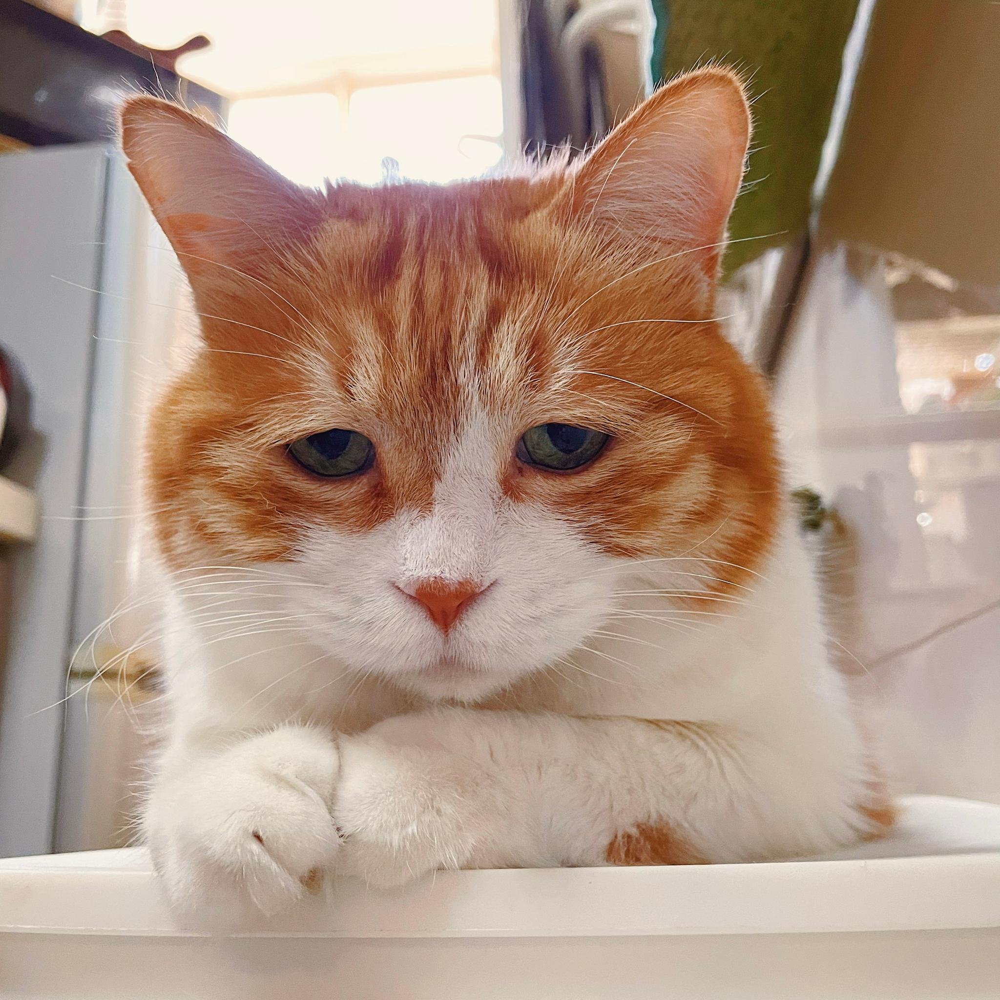 猫猫头攻击|猫猫|黄猫_新浪新闻