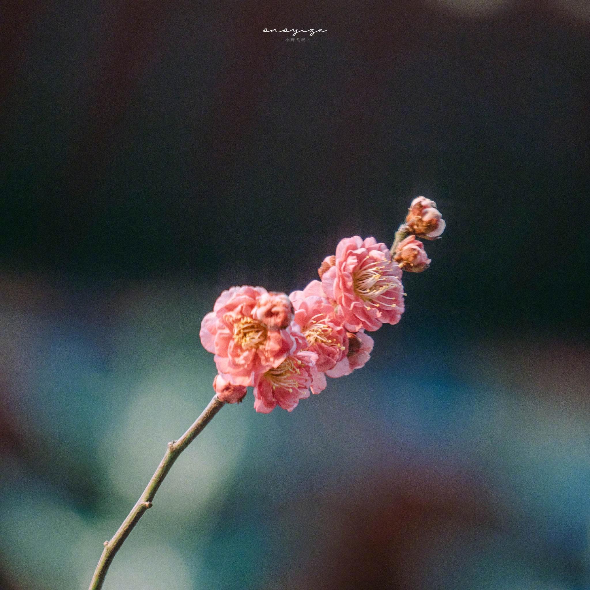 “梅花枝上春如海”__财经头条