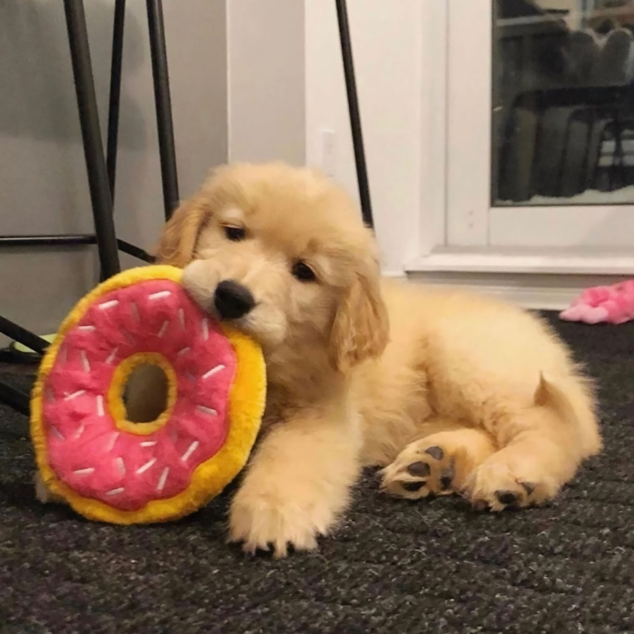 谁能拒绝小金毛呢!