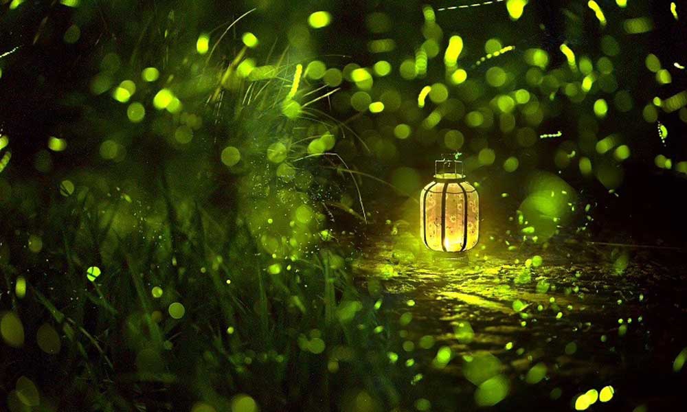 为什么萤火虫在日本文化中如此重要?休闲区蓝鸢梦想 - Www.slyday.coM 为什么萤火虫在日本文化中如此重要?休闲区蓝鸢梦想 - Www.slyday.coM