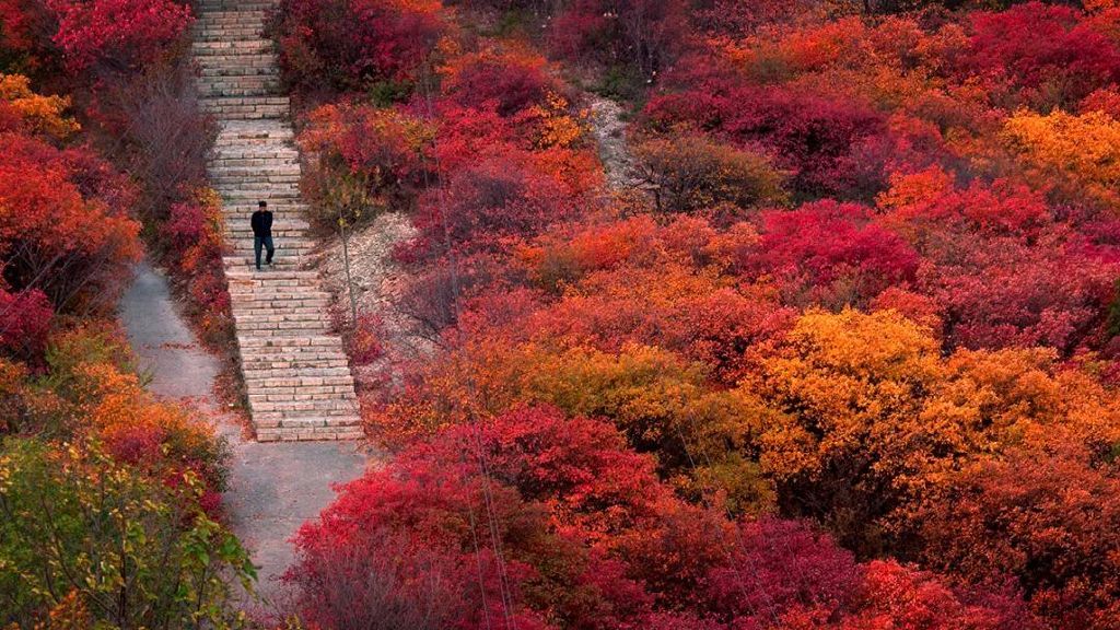 秋天美成童话秘境!淄博这些“赏红叶”宝藏地,我也就心动了999次吧~休闲区蓝鸢梦想 - Www.slyday.coM 秋天美成童话秘境!淄博这些“赏红叶”宝藏地,我也就心动了999次吧~休闲区蓝鸢梦想 - Www.slyday.coM