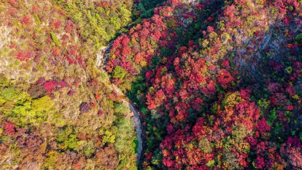 秋天美成童话秘境!淄博这些“赏红叶”宝藏地,我也就心动了999次吧~休闲区蓝鸢梦想 - Www.slyday.coM 秋天美成童话秘境!淄博这些“赏红叶”宝藏地,我也就心动了999次吧~休闲区蓝鸢梦想 - Www.slyday.coM