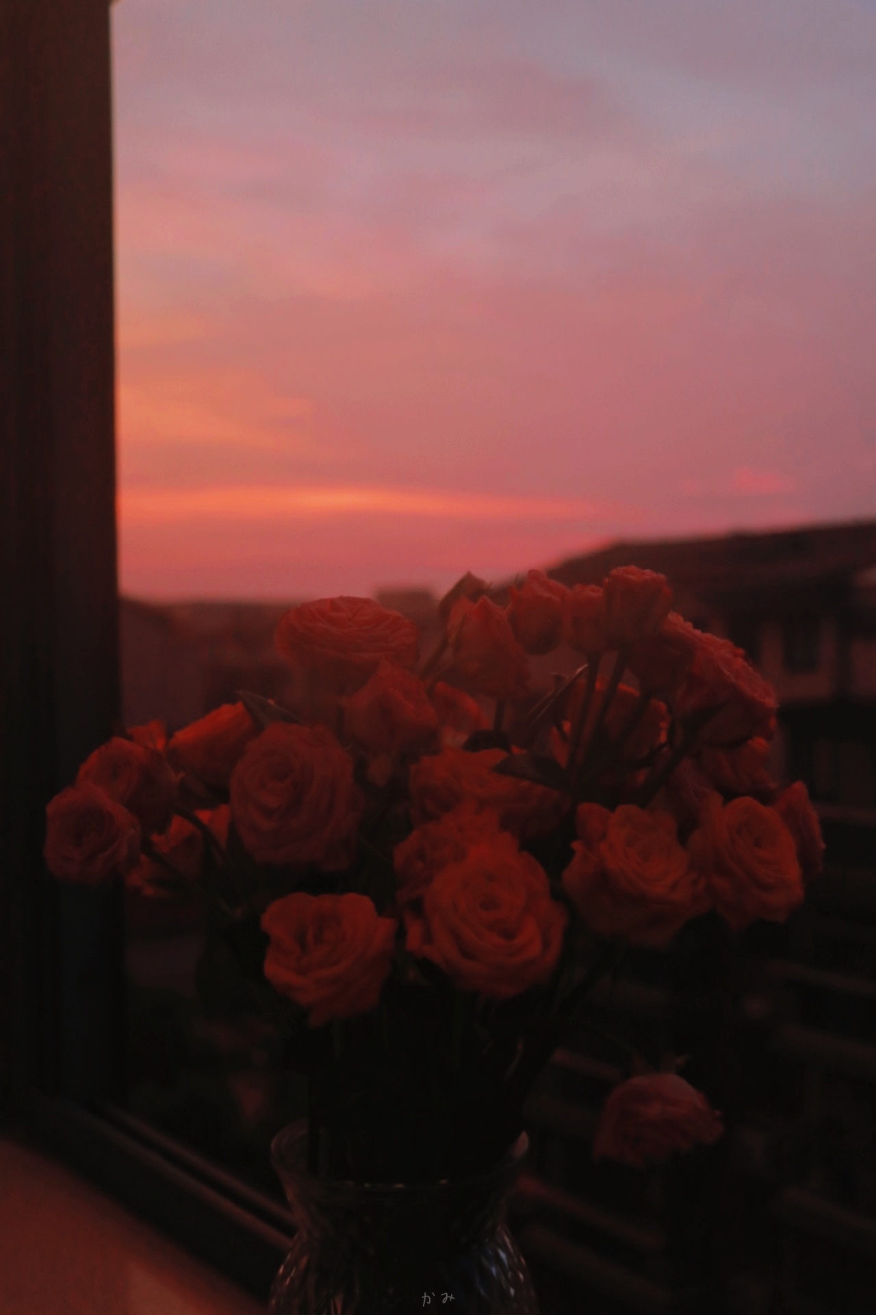 「玫瑰迎着落日盛放」
