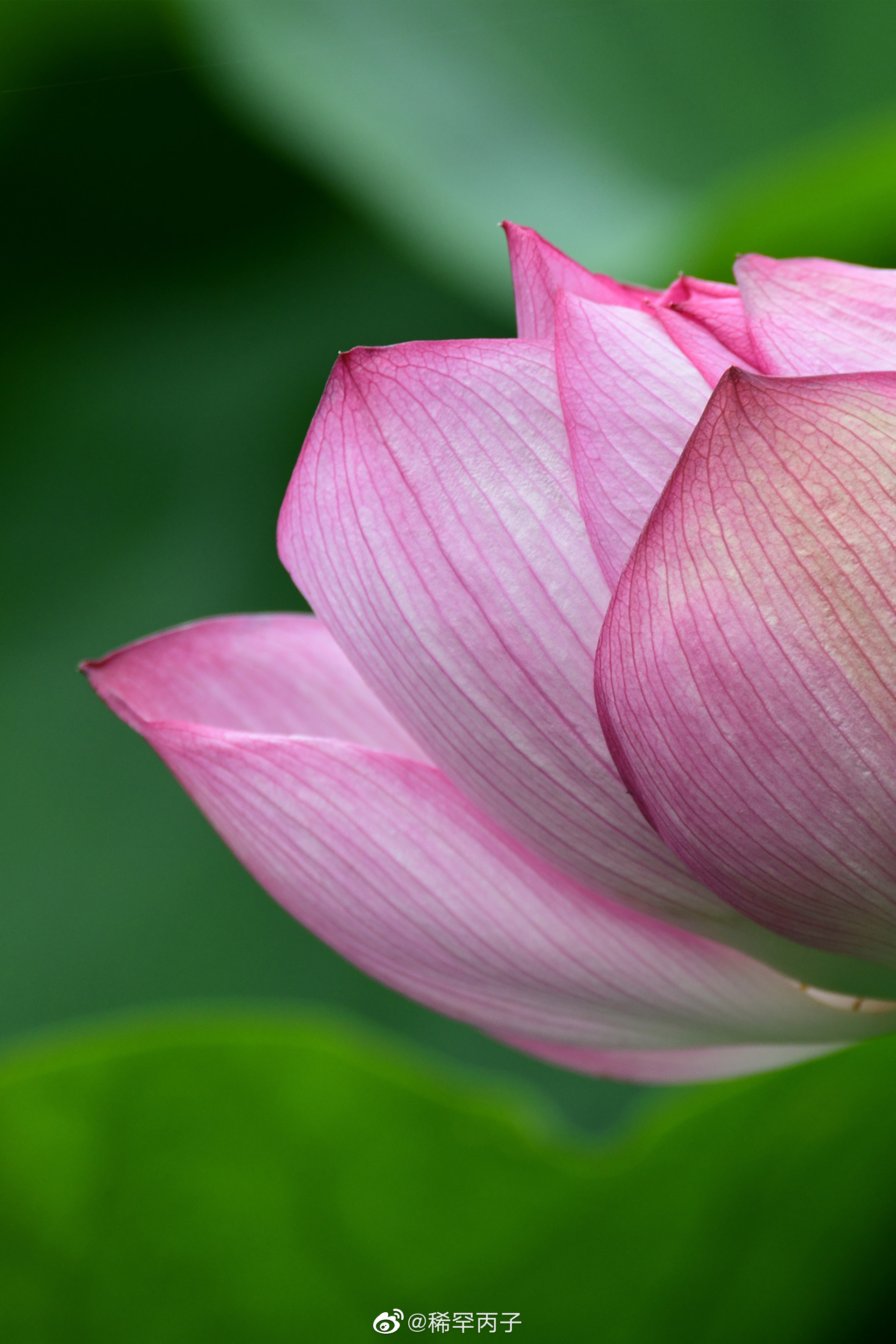 杨万里《红白莲》