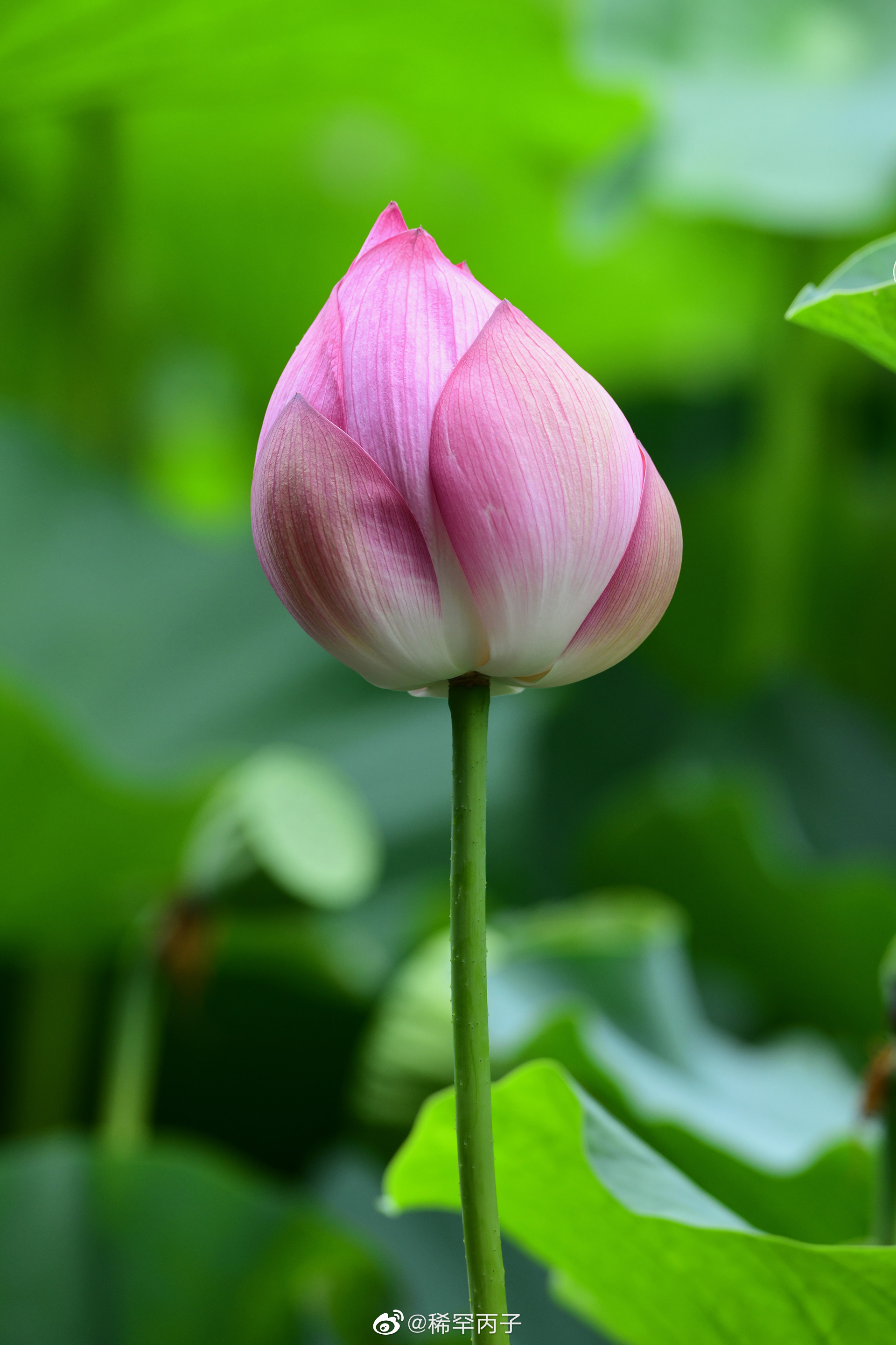 杨万里《红白莲》