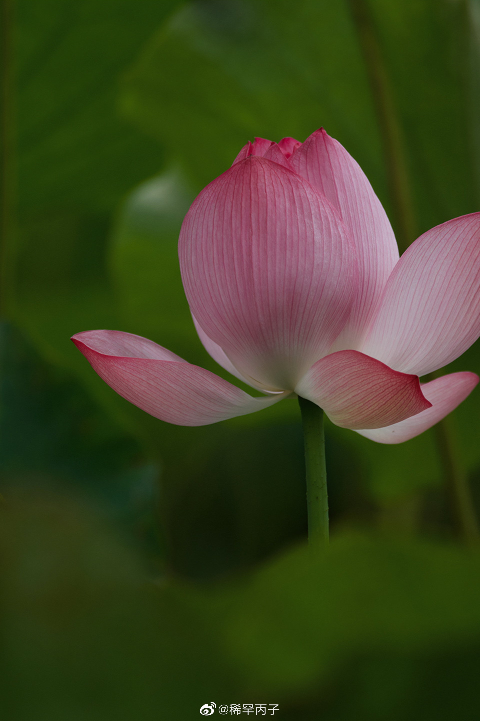 杨万里《红白莲》