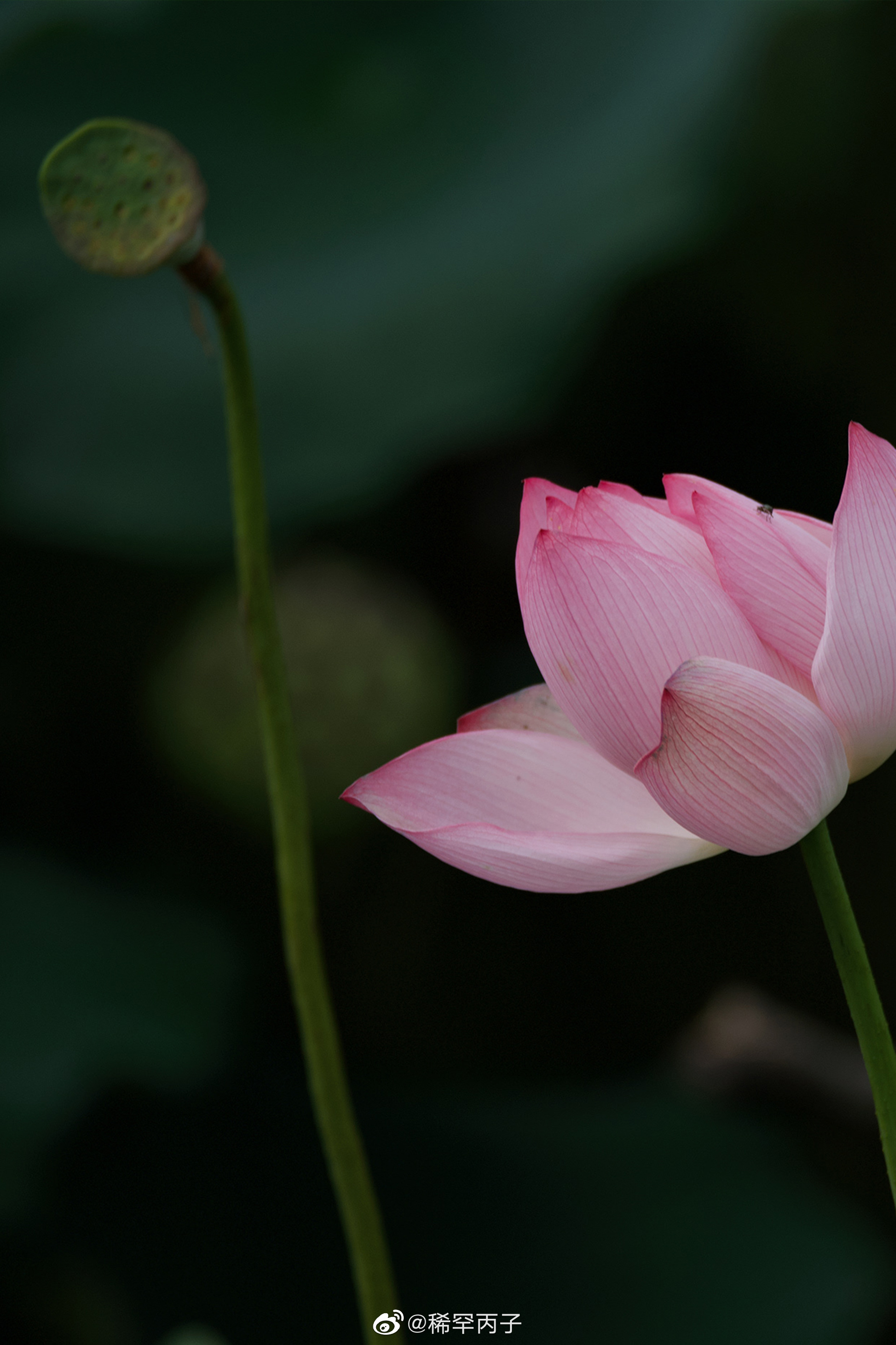 杨万里《红白莲》