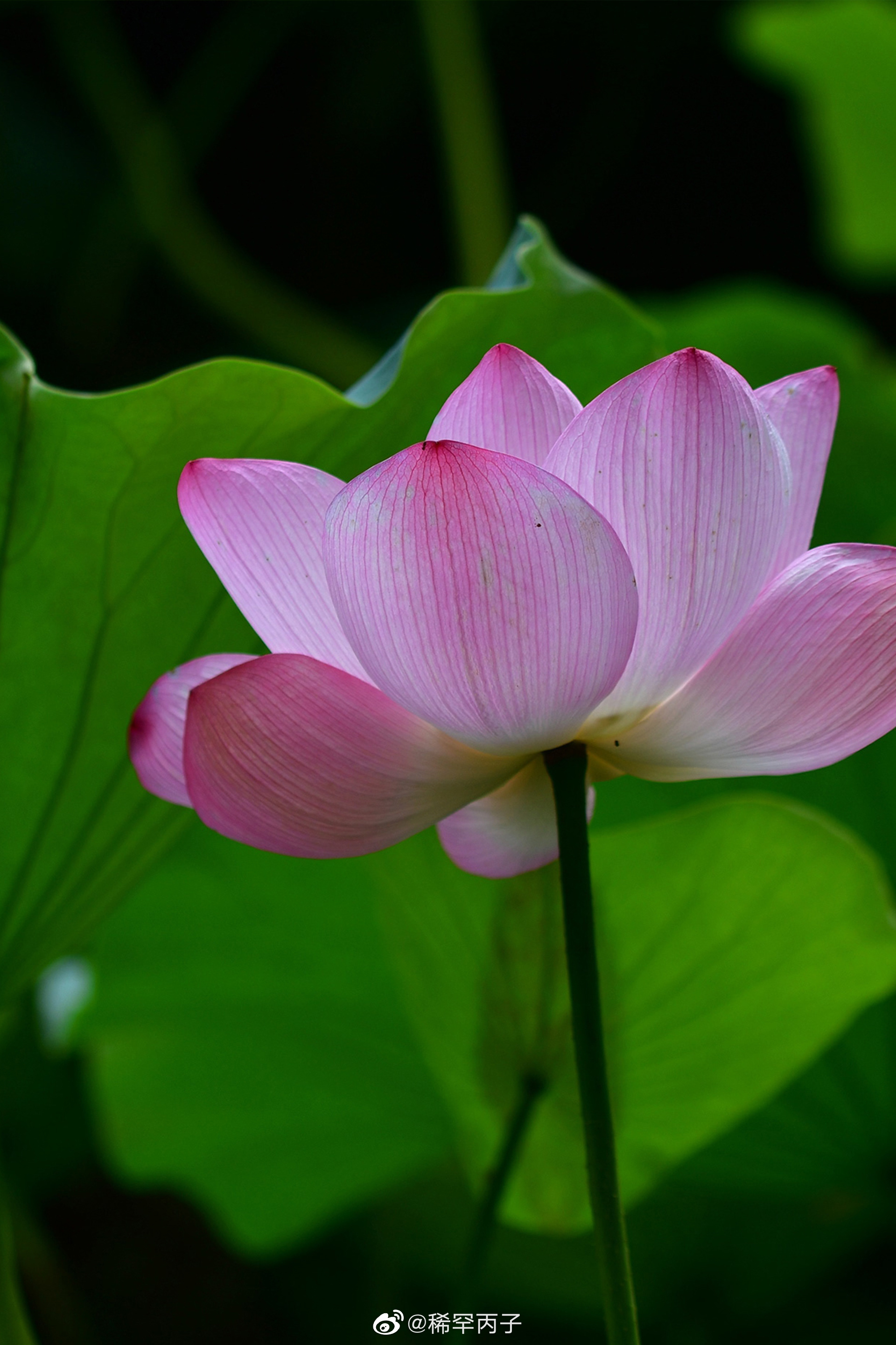 杨万里《红白莲》