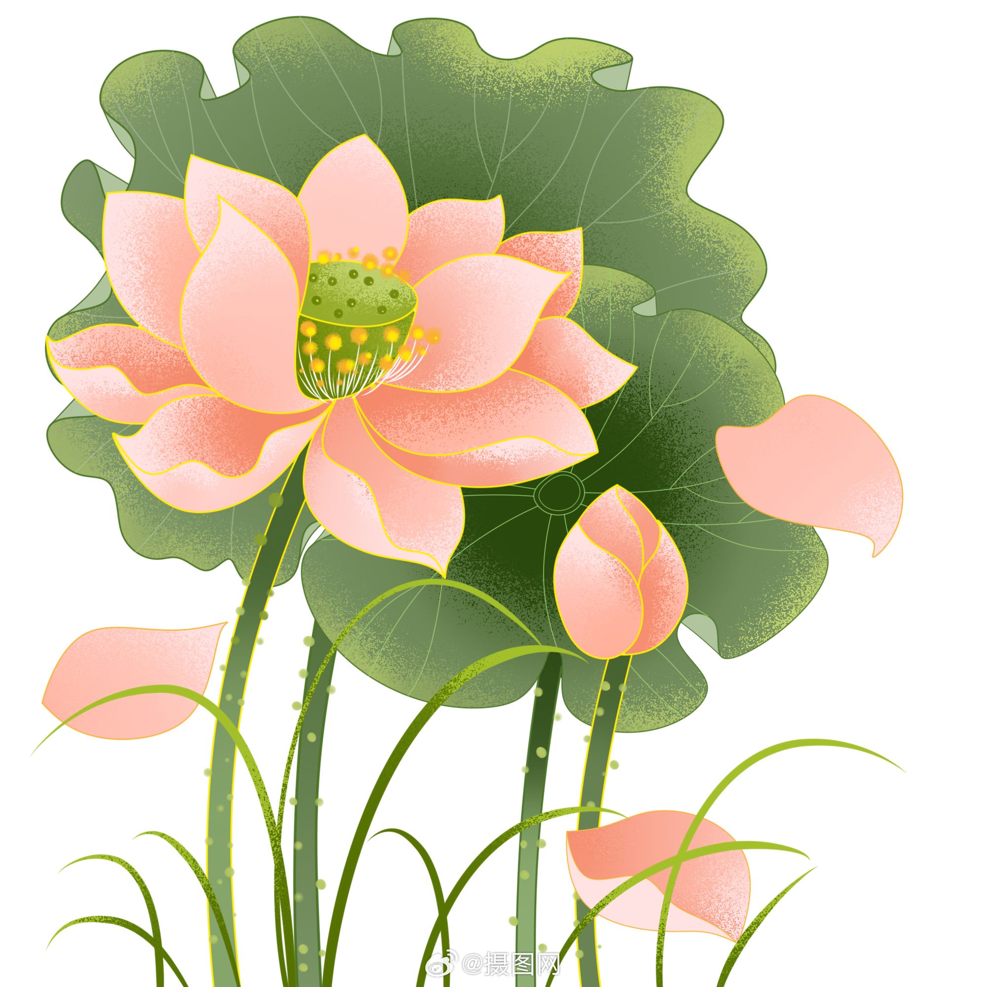 中国风荷花免抠手绘插画素材