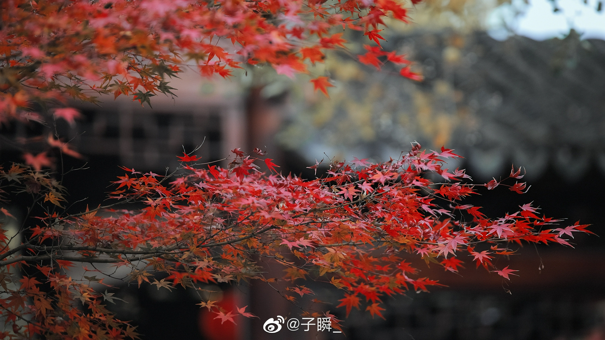 霜叶红于二月花 广富林真是宝藏地方，一年四季都值得去拍摄取景__财经头条