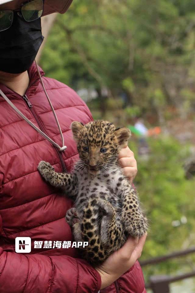 福州动物园吉祥三宝金钱豹家族萌出圈