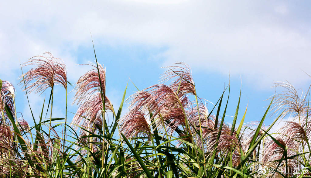 荻花摇曳秋风里,这是乡村别有的景致……__财经头条