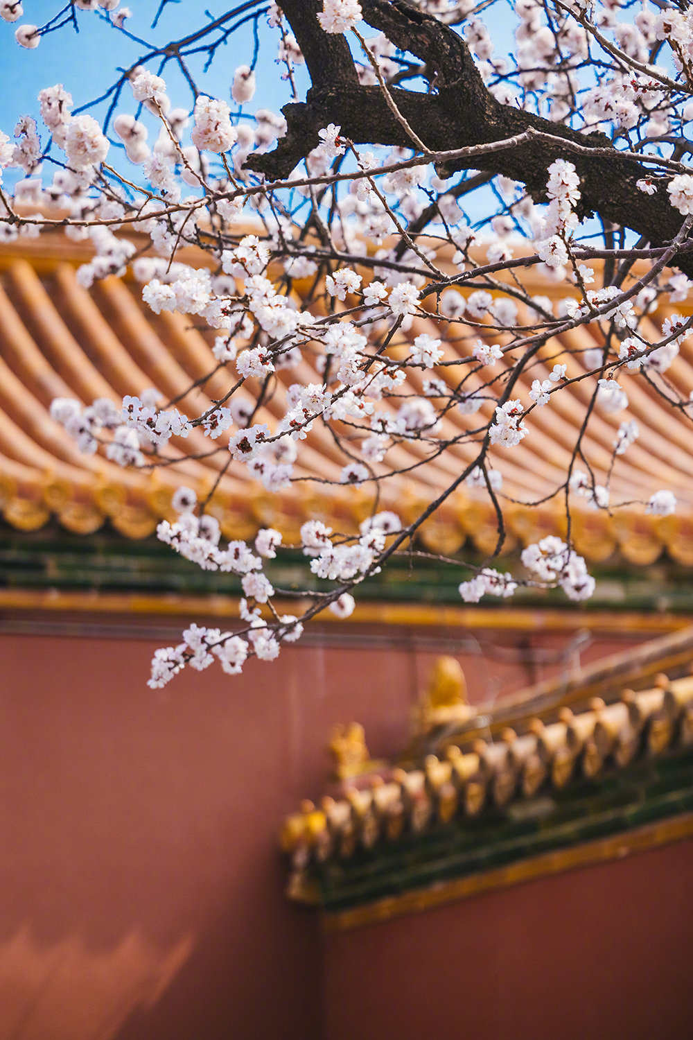 故宫春花图 by @宠物摄影师-克查 ,图虫/ 克查_高清图集_新浪网