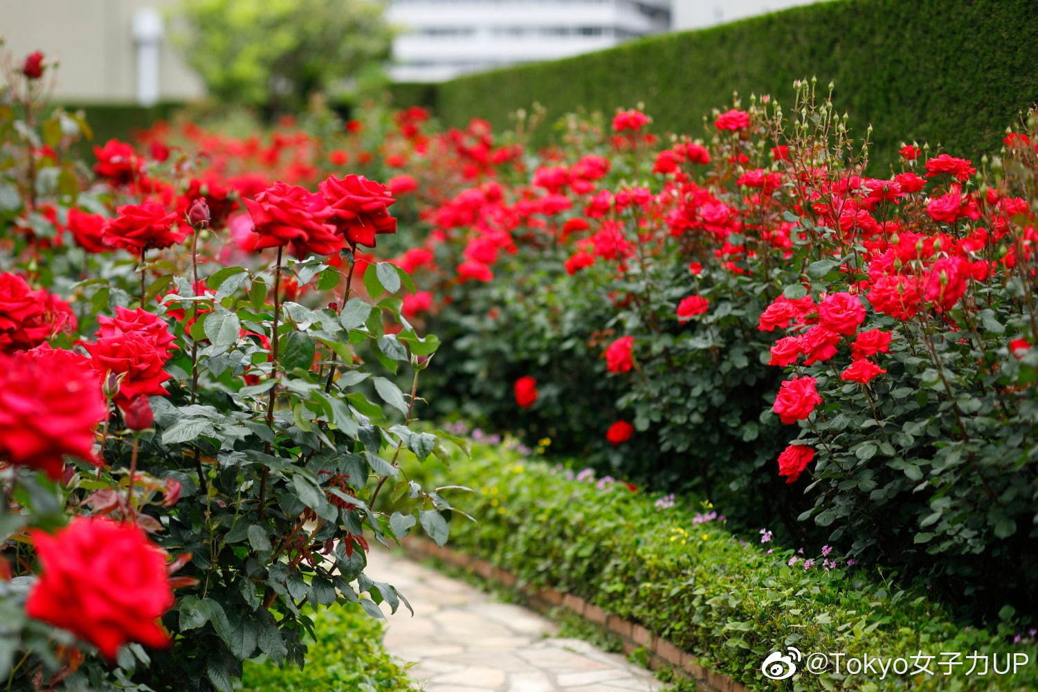 红玫瑰花园
