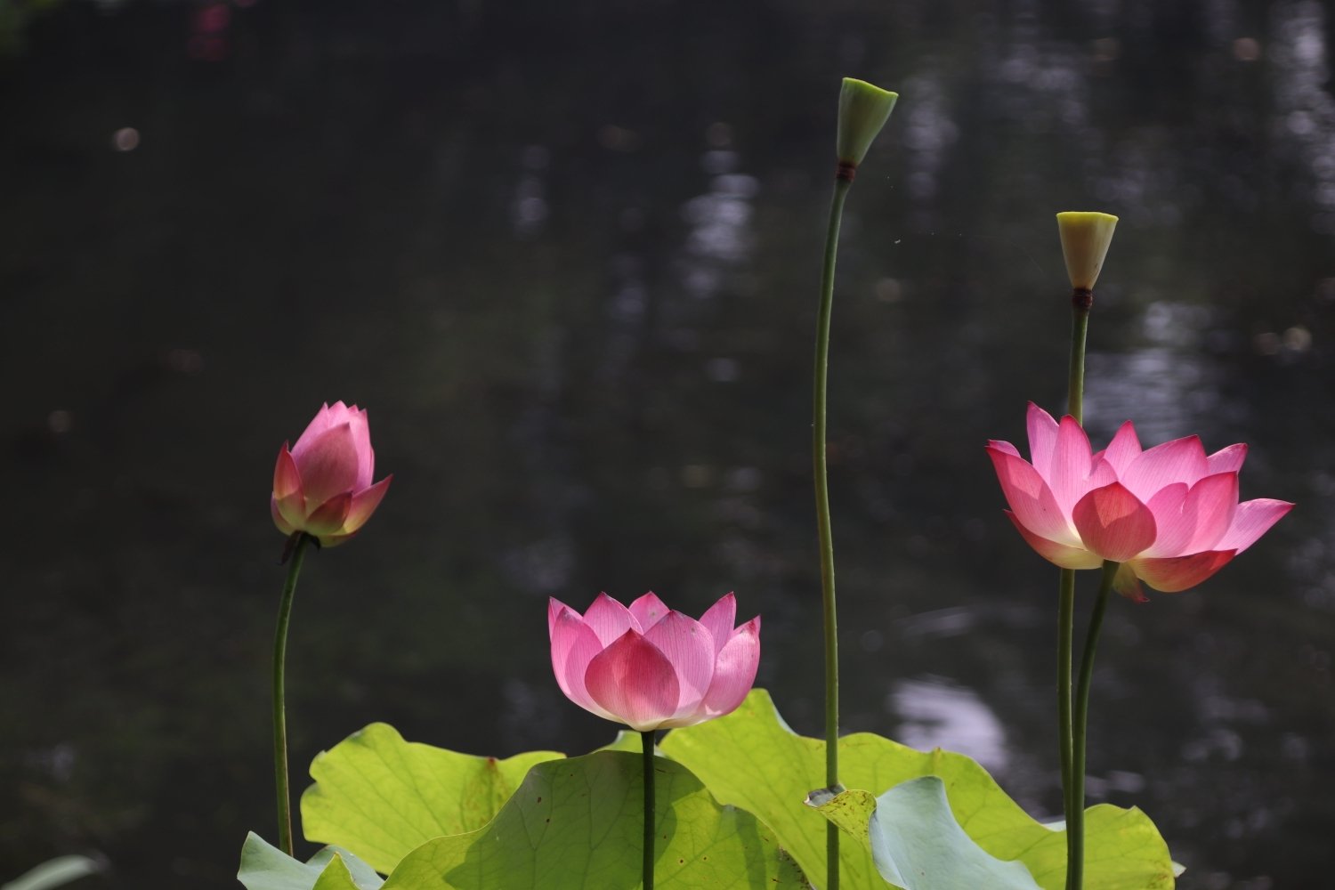 荷花怎么拍才美？我从网友投稿的200张照片里，选出20张经典案例休闲区蓝鸢梦想 - Www.slyday.coM