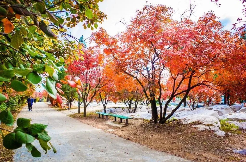 秋天美成童话秘境!淄博这些“赏红叶”宝藏地,我也就心动了999次吧~休闲区蓝鸢梦想 - Www.slyday.coM 秋天美成童话秘境!淄博这些“赏红叶”宝藏地,我也就心动了999次吧~休闲区蓝鸢梦想 - Www.slyday.coM