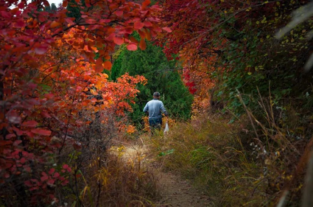 秋天美成童话秘境!淄博这些“赏红叶”宝藏地,我也就心动了999次吧~休闲区蓝鸢梦想 - Www.slyday.coM 秋天美成童话秘境!淄博这些“赏红叶”宝藏地,我也就心动了999次吧~休闲区蓝鸢梦想 - Www.slyday.coM