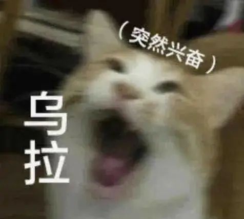 哈哈哈哈~下大雨坚持出门散步的柴犬和被震惊到的柯基!休闲区蓝鸢梦想 - Www.slyday.coM 哈哈哈哈~下大雨坚持出门散步的柴犬和被震惊到的柯基!休闲区蓝鸢梦想 - Www.slyday.coM