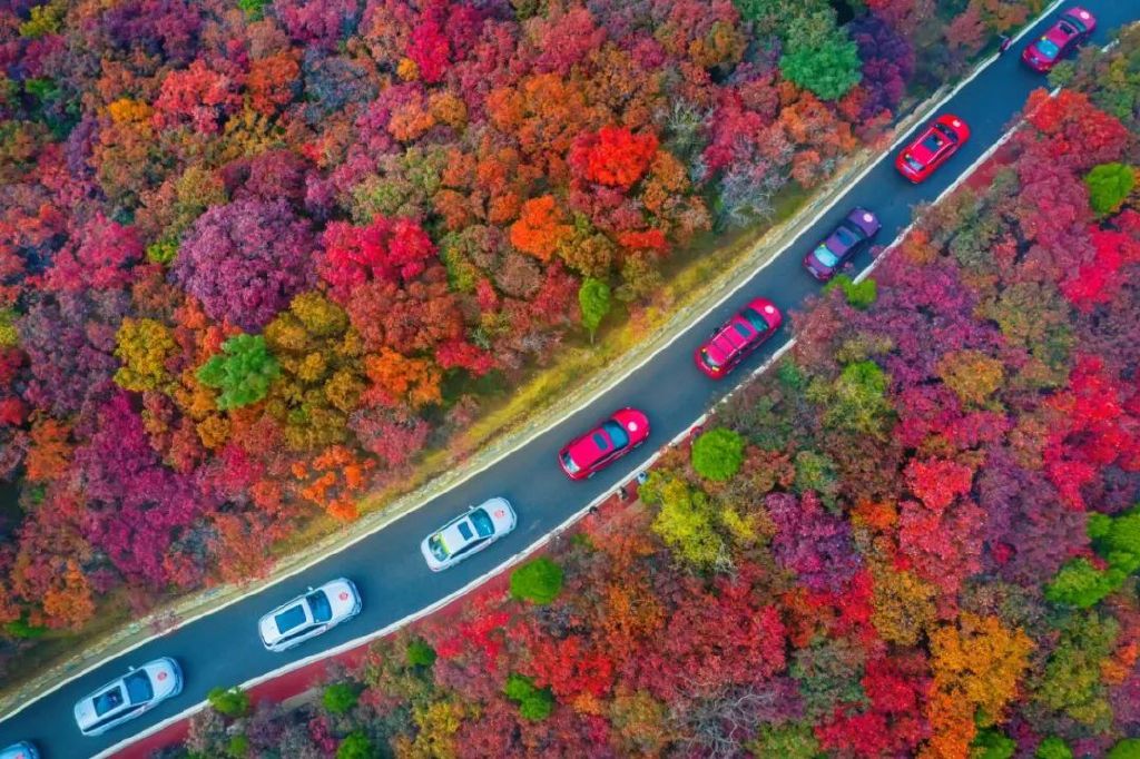 秋天美成童话秘境!淄博这些“赏红叶”宝藏地,我也就心动了999次吧~休闲区蓝鸢梦想 - Www.slyday.coM 秋天美成童话秘境!淄博这些“赏红叶”宝藏地,我也就心动了999次吧~休闲区蓝鸢梦想 - Www.slyday.coM