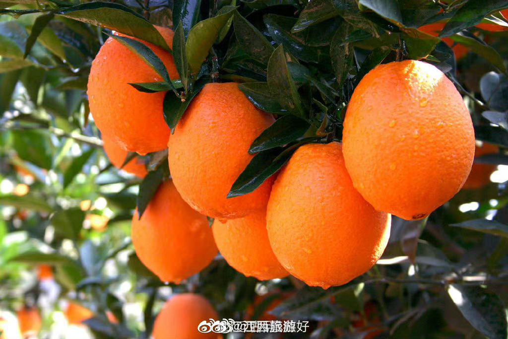 赣南脐橙品质揭秘 最吸引人的广告语盘点