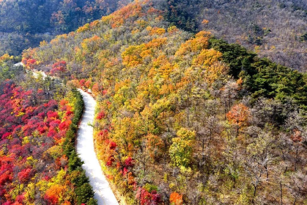 秋天美成童话秘境!淄博这些“赏红叶”宝藏地,我也就心动了999次吧~休闲区蓝鸢梦想 - Www.slyday.coM 秋天美成童话秘境!淄博这些“赏红叶”宝藏地,我也就心动了999次吧~休闲区蓝鸢梦想 - Www.slyday.coM