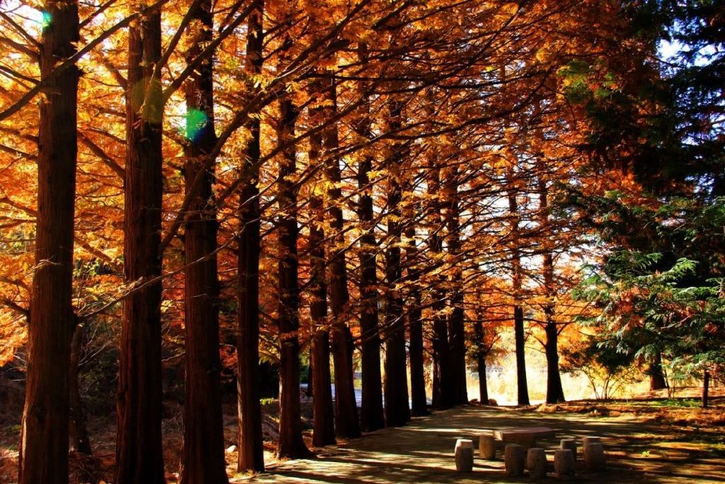 秋天美成童话秘境!淄博这些“赏红叶”宝藏地,我也就心动了999次吧~休闲区蓝鸢梦想 - Www.slyday.coM 秋天美成童话秘境!淄博这些“赏红叶”宝藏地,我也就心动了999次吧~休闲区蓝鸢梦想 - Www.slyday.coM